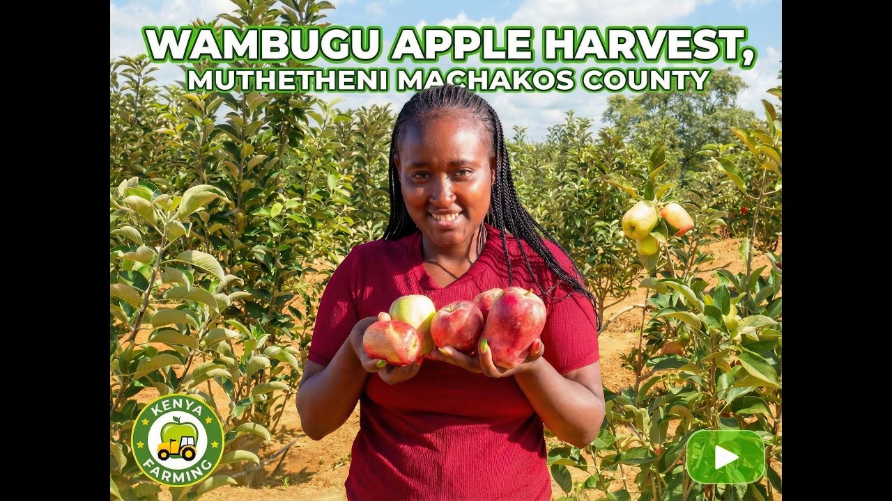  APPLE HARVESTING ~MUTHETHENI MACHAKOS COUNTY KENYA  for more information +254790266190