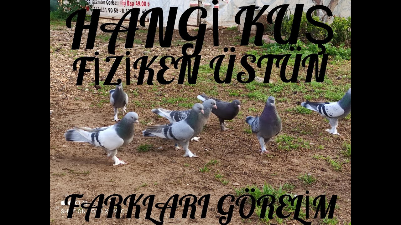 İYİ GÜVERCİNİN SEÇİMİNDE NELERE DİKKAT EDERSİNİZ.?