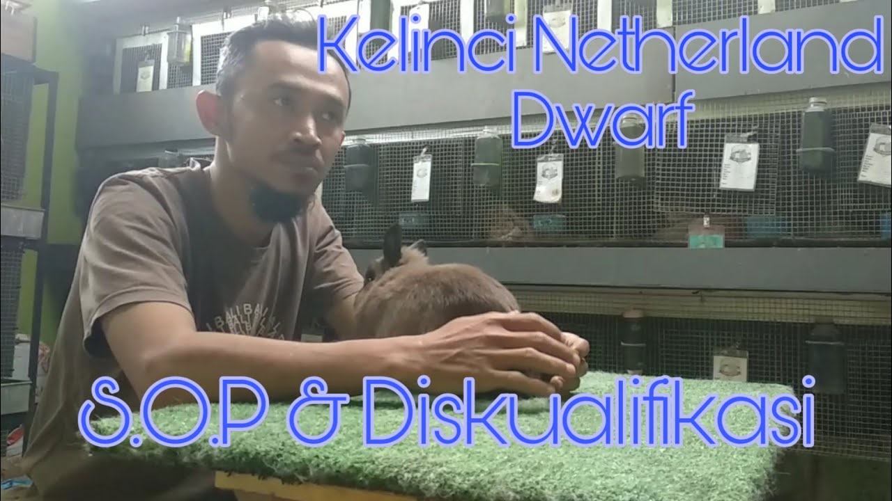 All About Kelinci Netherland Dwarf
