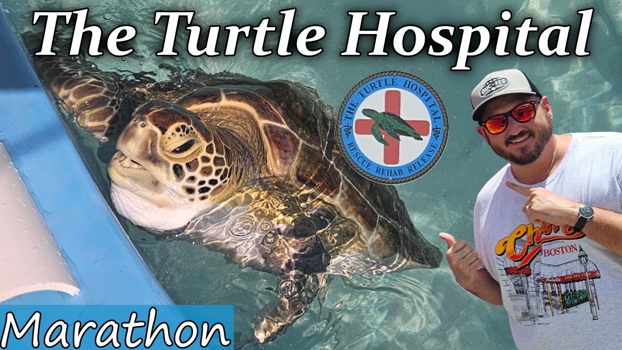Sea Turtle Rehabilitation and Recovery: Turtle Hospital Tour
