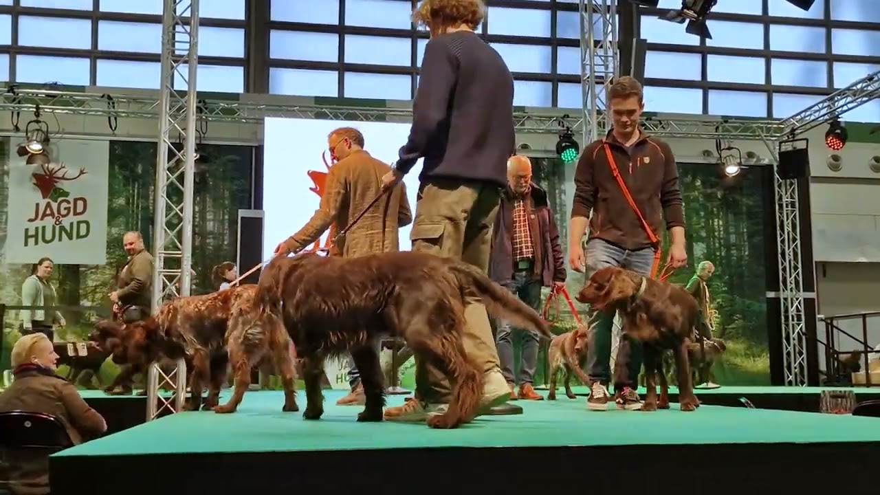 Deutsch Langhaar auf der Jagd und Hund 2023 in Dortmund