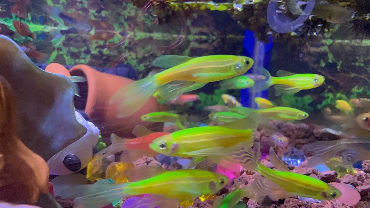 Relaxing Music With Relax Swimming Couple Fish II Relaxing Music For Sleep and Dream