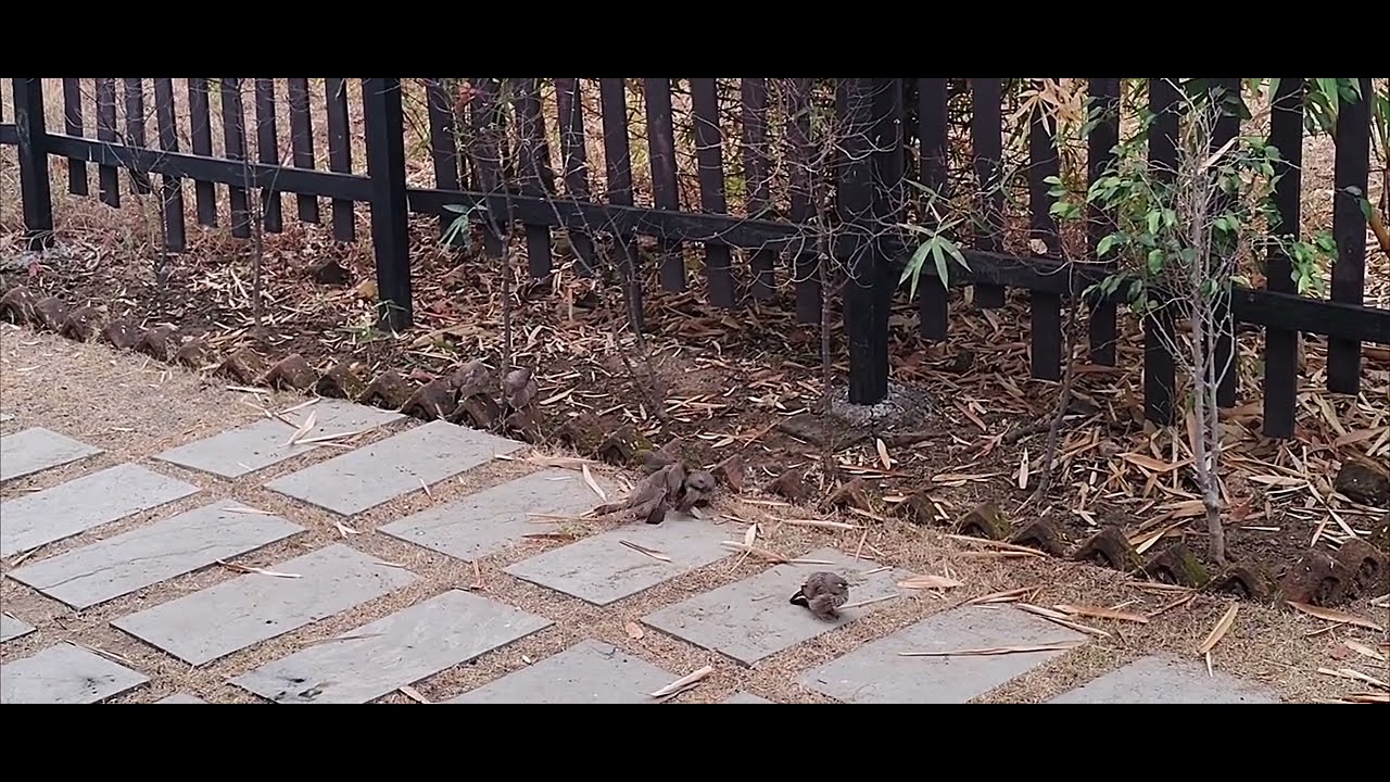 Feel the Silence of Nature 🌿 | Birds Playing Together | Peaceful Daily Vlog