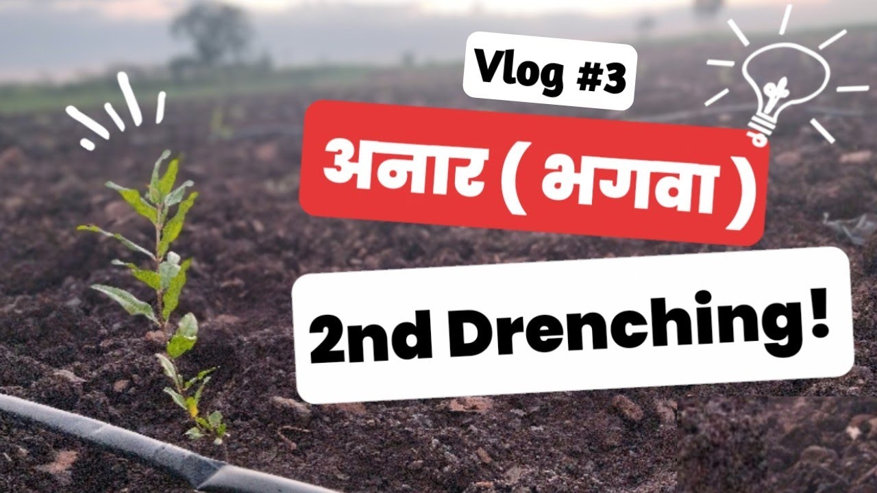 Vlog 3 अनार का दूसरा ड्रैंचिंग |Pomegranate 2nd Drenching|डाळिंबाची दुसरी आळवणी|#डाळिंब #pomogranate