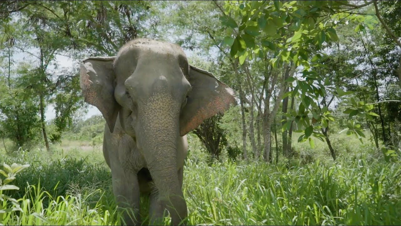 Journey of the weak elephant Yai Boon - ElephantNews