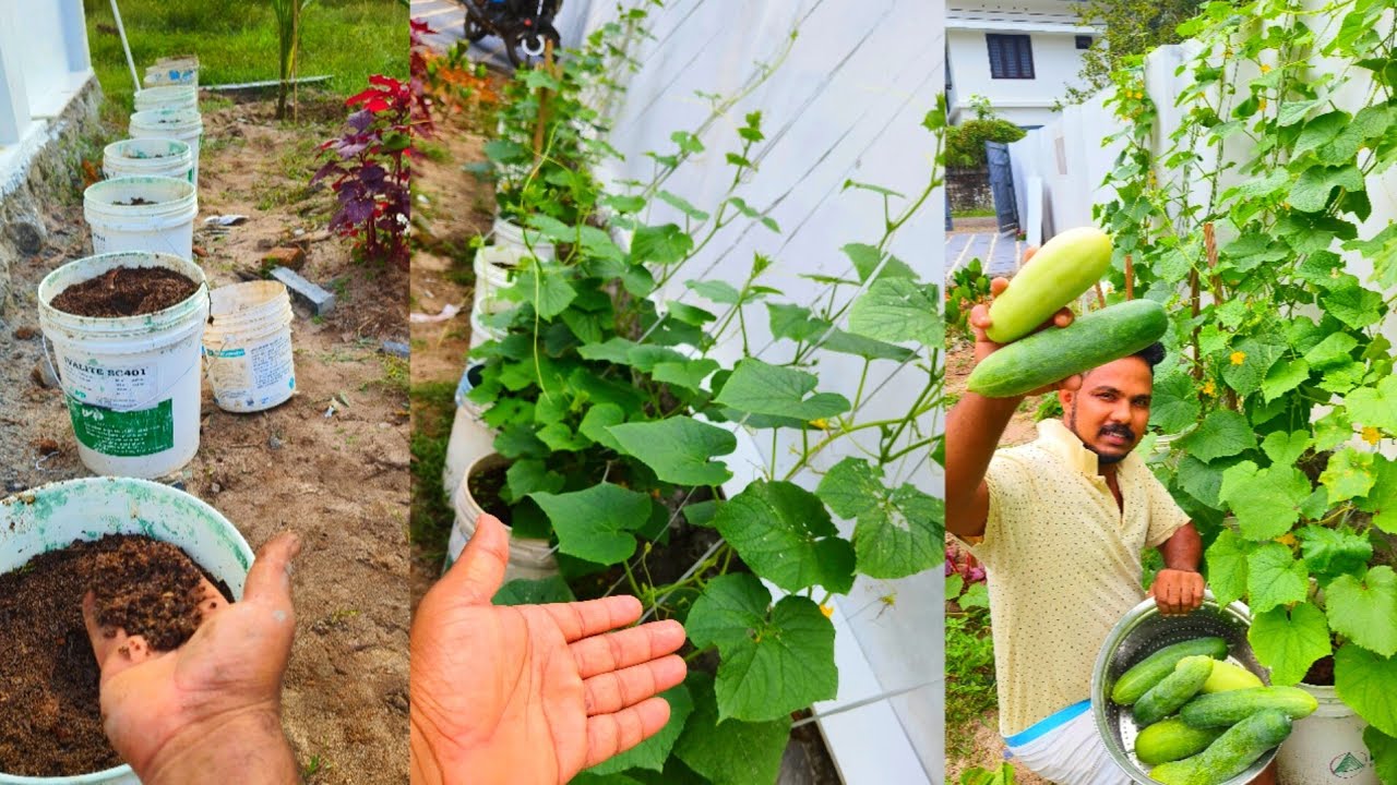 വിത്തു മുതൽ വിളവ് വരെ കുക്കുമ്പർ കൃഷി /CHITRA CUCCUMBER CULTIVATION