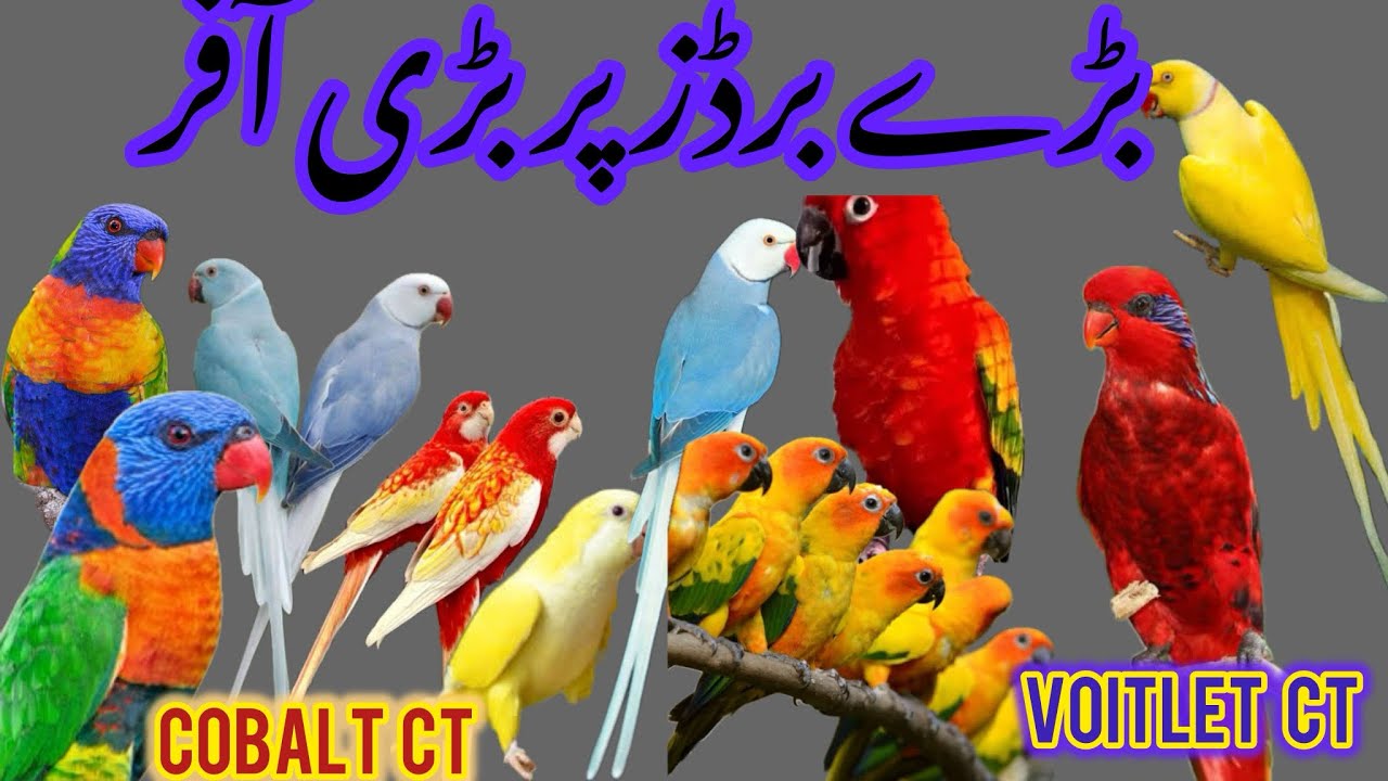 Mashallah Ringnecks motaions par bari sale offers / Islamabad pets | @Islamabad_pets
