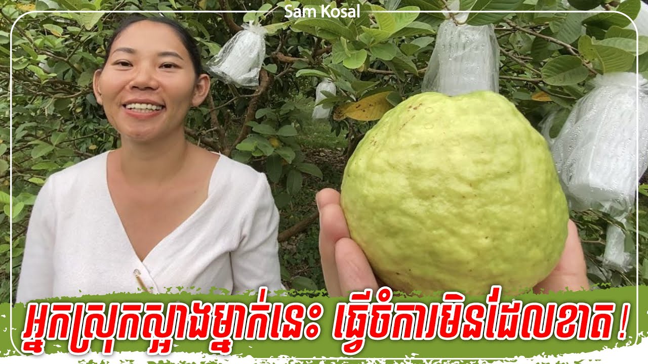 ពូកែណាស់ម្ចាស់ចំការត្របែករូបនេះមានចំណូលរហូតដល់៤ប្រភព
