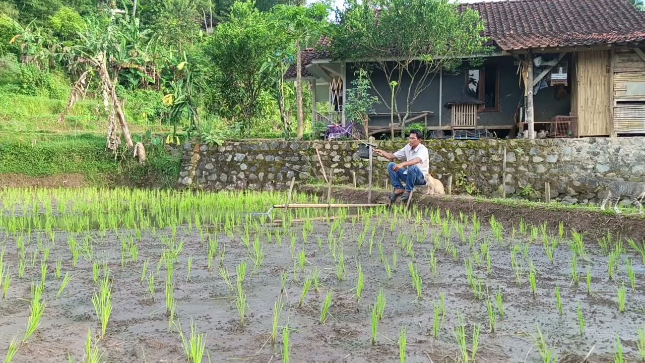 Mancing Ikan Nila Di Sawah Kering Ending Nya Bikin Kaget