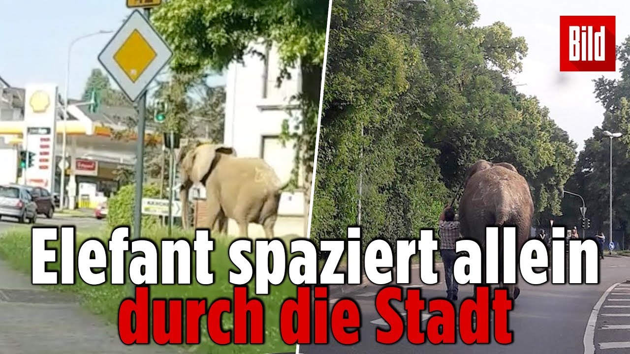 Hier spaziert ein Elefant allein durch die Straßen von Neuwied (NRW)