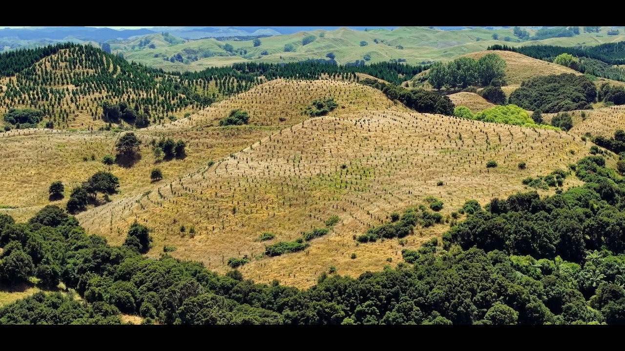 Turakina Forest