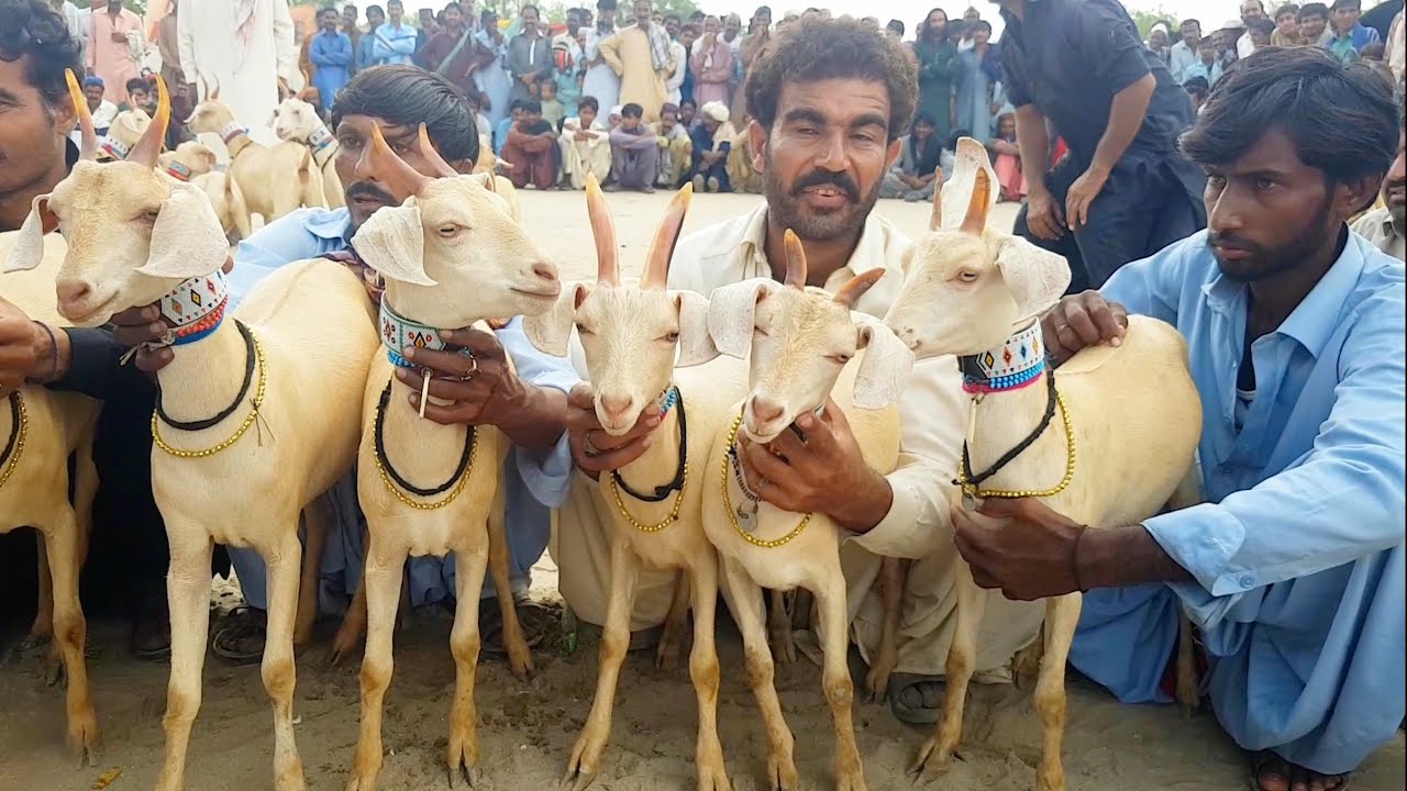 Worlds Amazing 20kg Gold Goats | Narejo Goat Farm | Complete Documentary