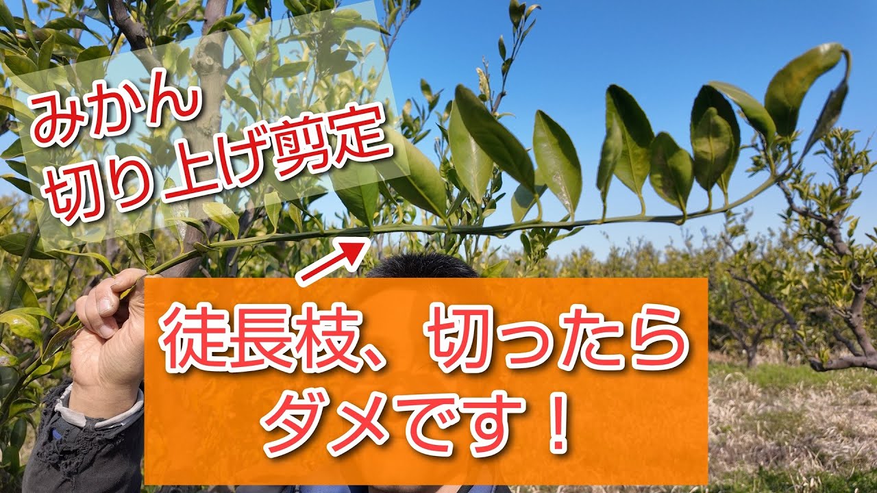 【切り上げ剪定】みかんの徒長枝を活かす！