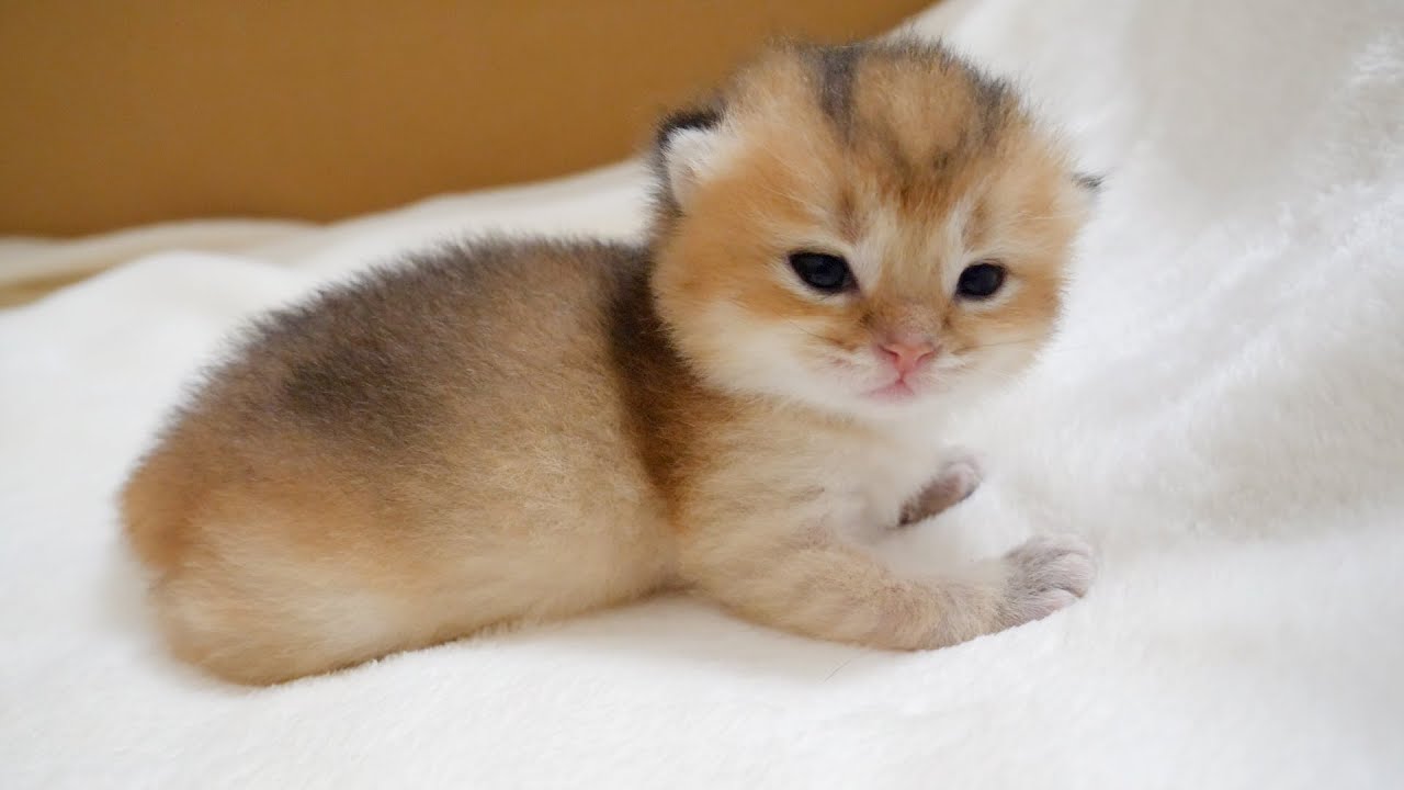 Kitten's eyes are similar to the grandpa cat Coco. Do you think so?