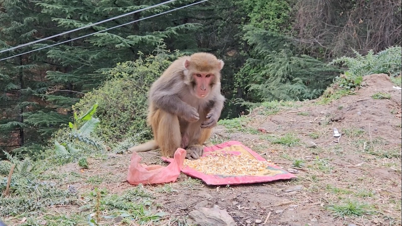 Monkey eating food grains | Himachal Pradesh, India