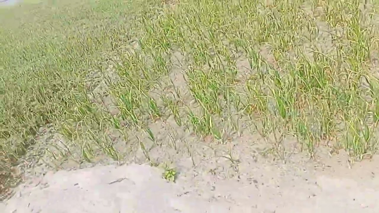 বালুর ভিতরে অবাক কিছু।