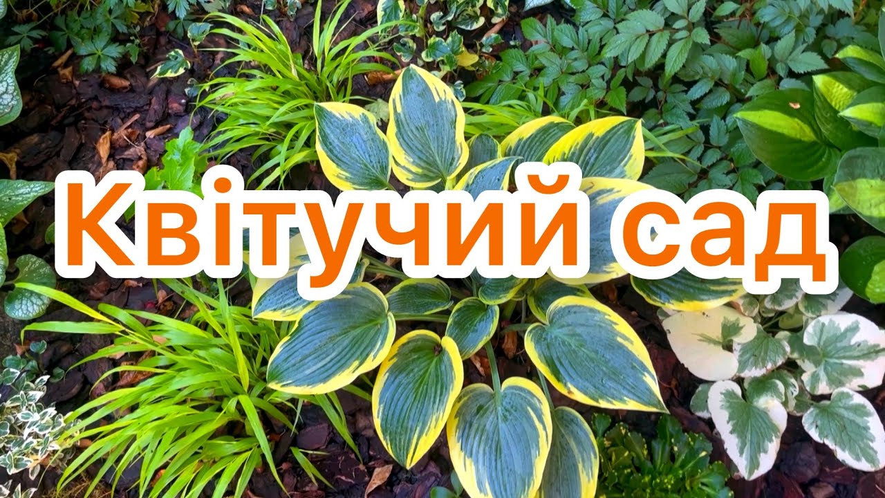 КВІТУЧИЙ САД. БОРОТЬБА зі СЛИМАКАМИ. НОВИНКИ. 🧡🌿