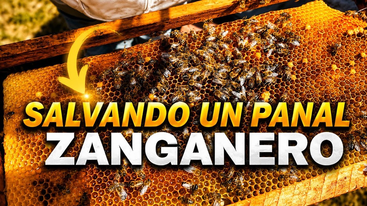 COMO SALVAMOS PANAL ZANGANERO (PARTE 1) 🐝🌼