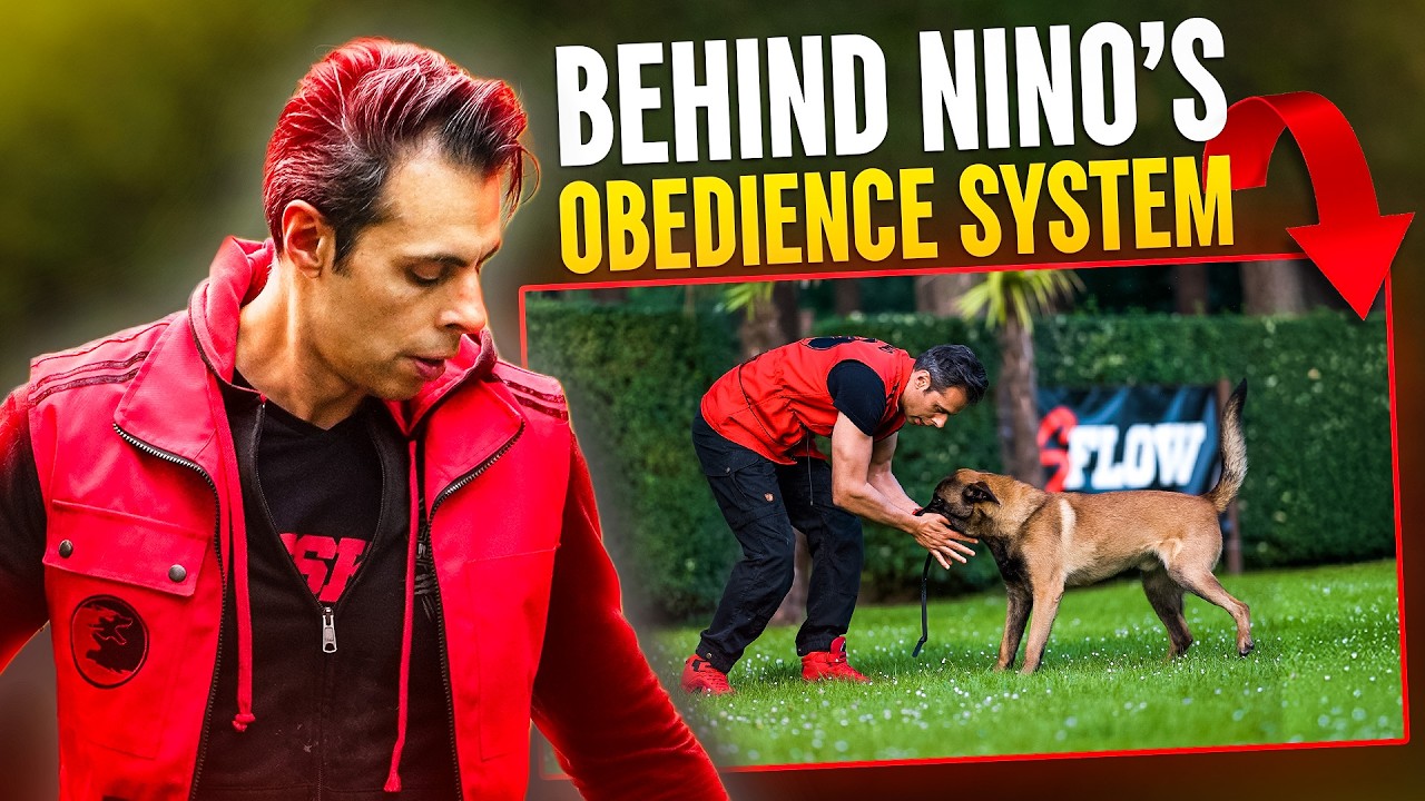 The Dog Training System That Changed Everything | Nino STSK9