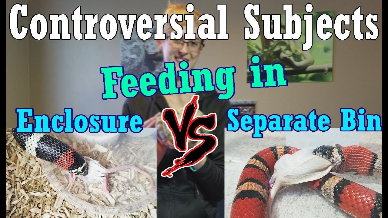 Con-Sub: Feeding in the Enclosure vs Separate Bins