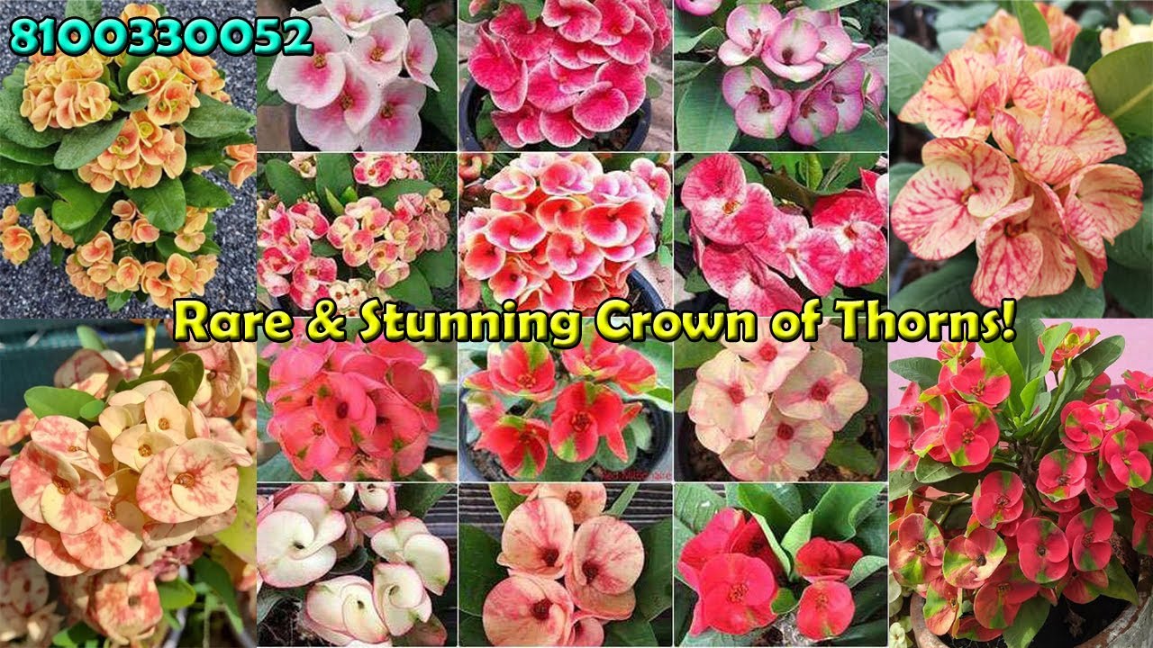Euphorbia Milii (Crown of Thorns) - Add Stunning Blooms to Your Space!📞 8100330052 #viralvideo