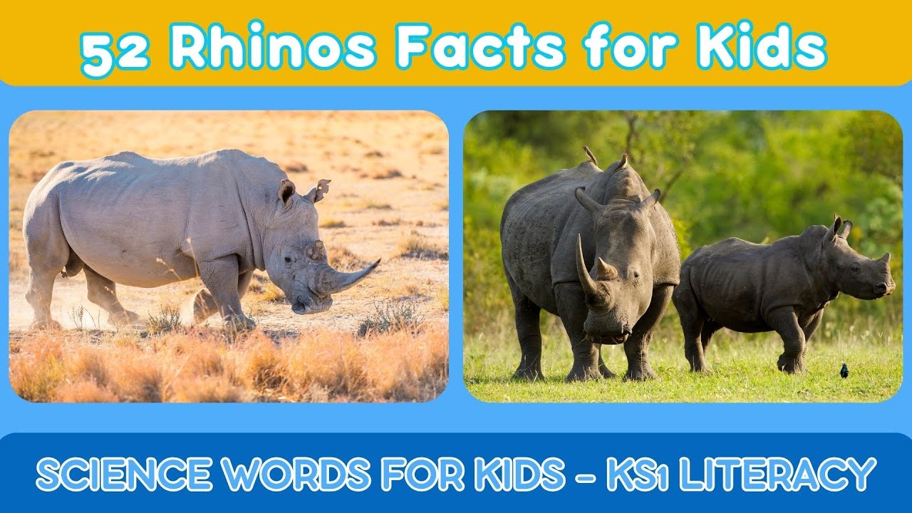 Rhinos for Kids | 52 Rhinos Facts for Kids