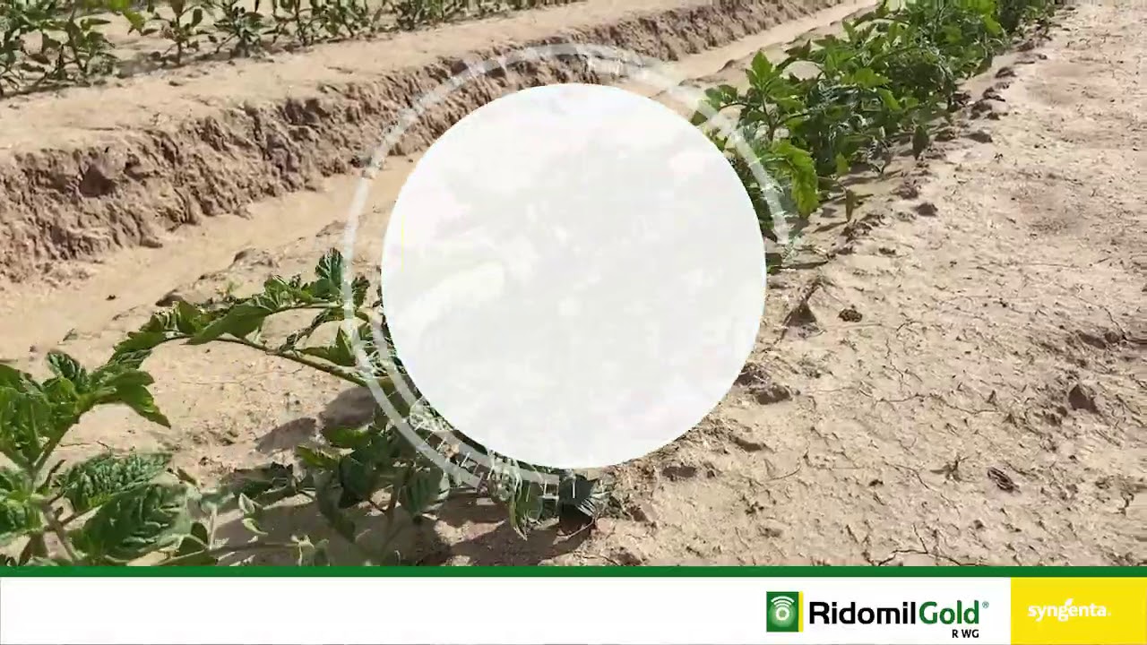 Ridomil Gold R