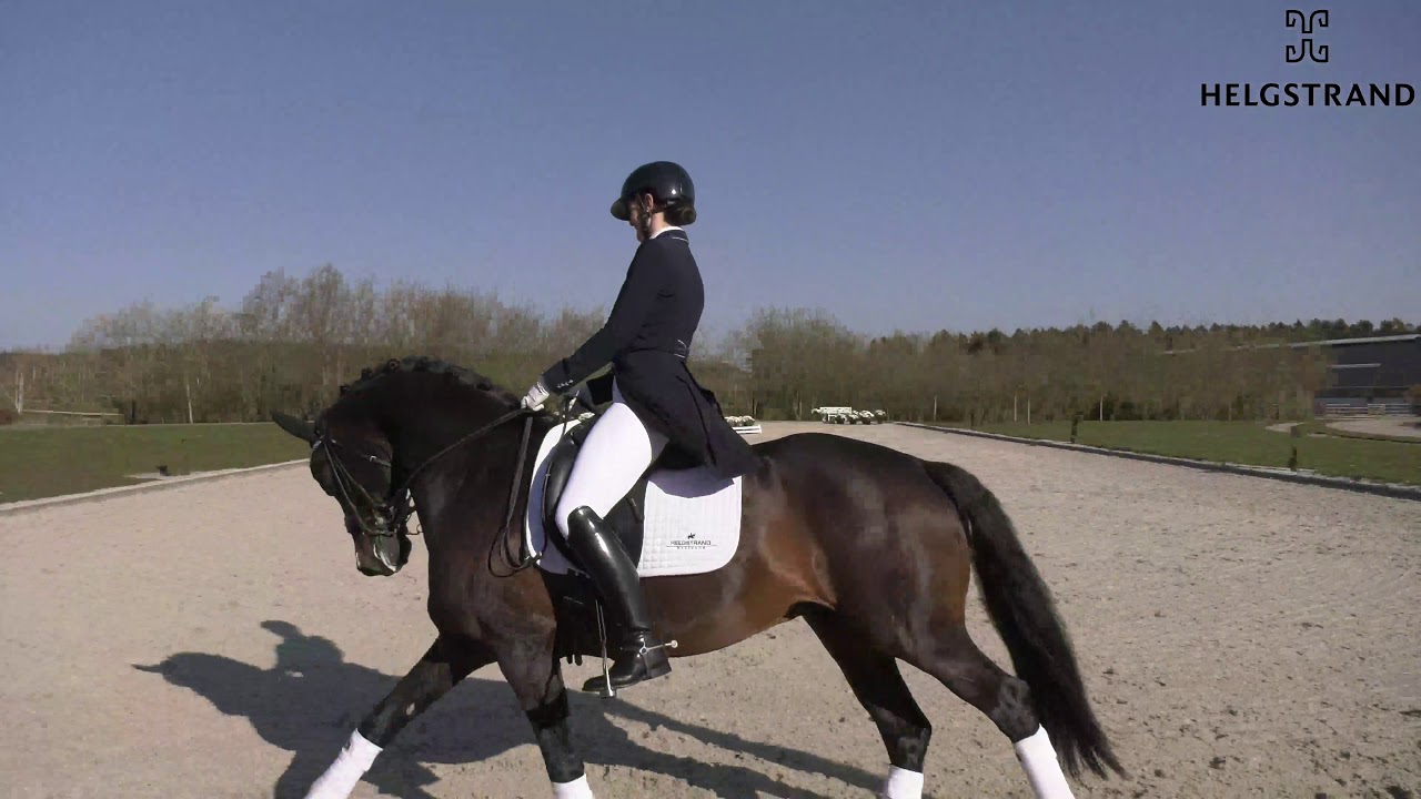 Franklin by Ampére/Ferro, stallion, born 2010