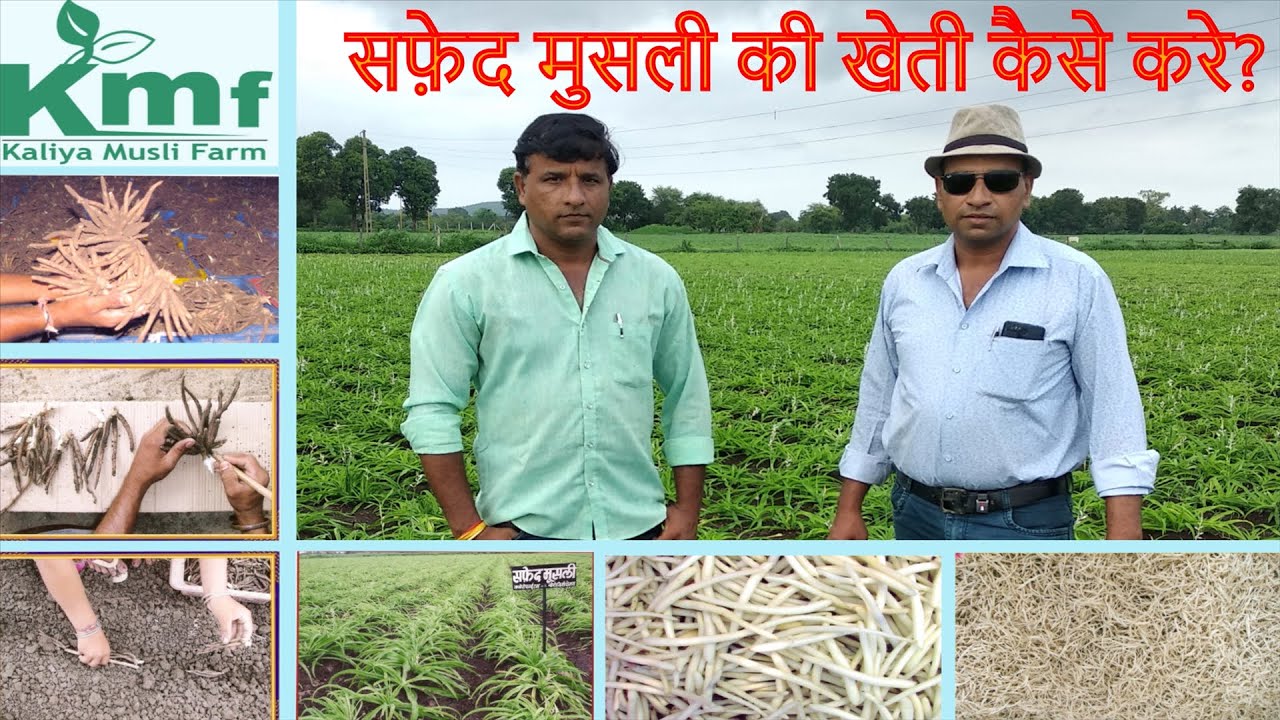सफ़ेद मुसली की खेती (9926054093) | Safed Musli Cultivation | सफ़ेद मुसली बीज || Kaliya Musli Farm