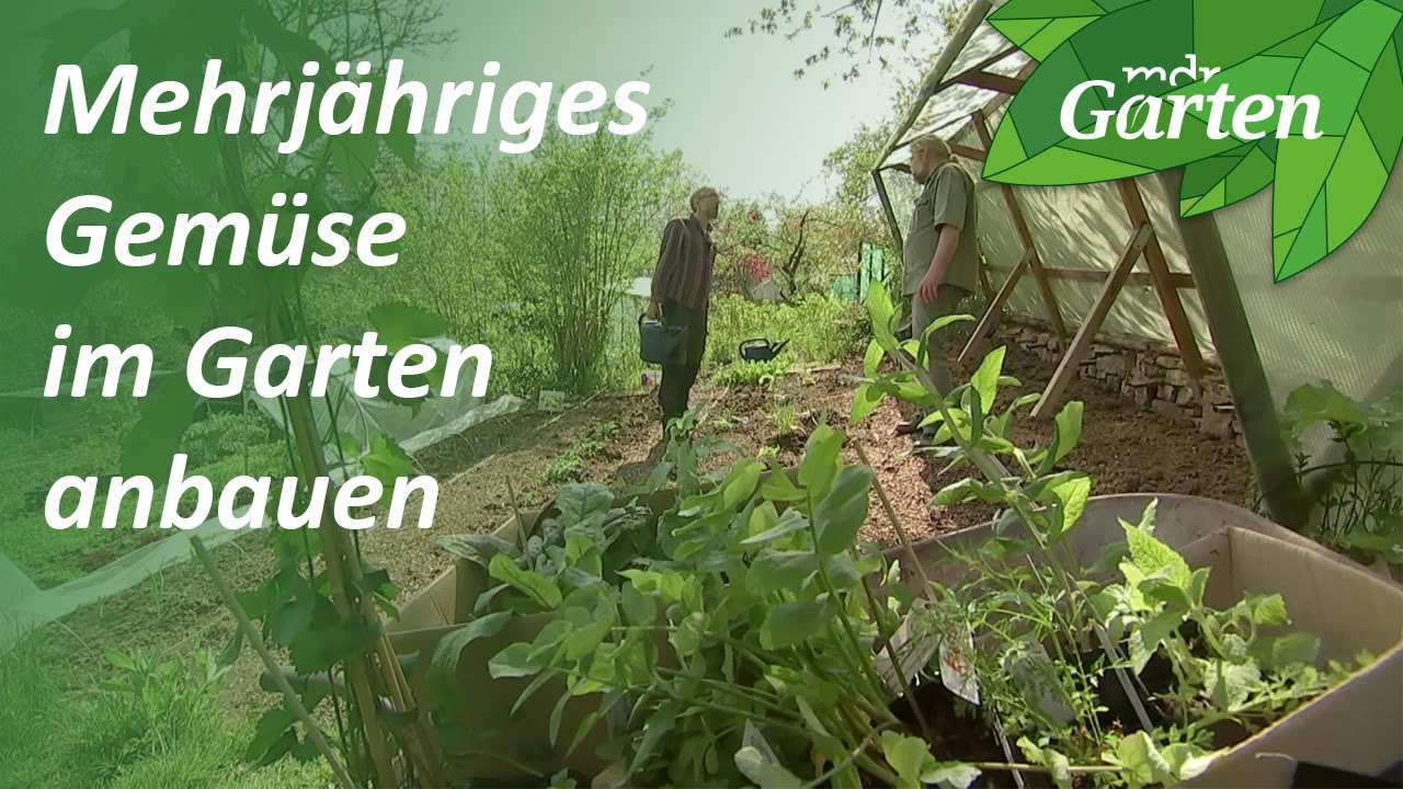 Mehrjähriges Gemüse: Einmal pflanzen und immer wieder ernten | MDR Garten