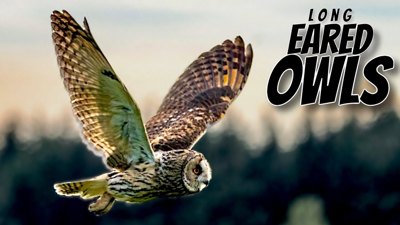 LONG EARED OWLS of the PEAK DISTRICT
