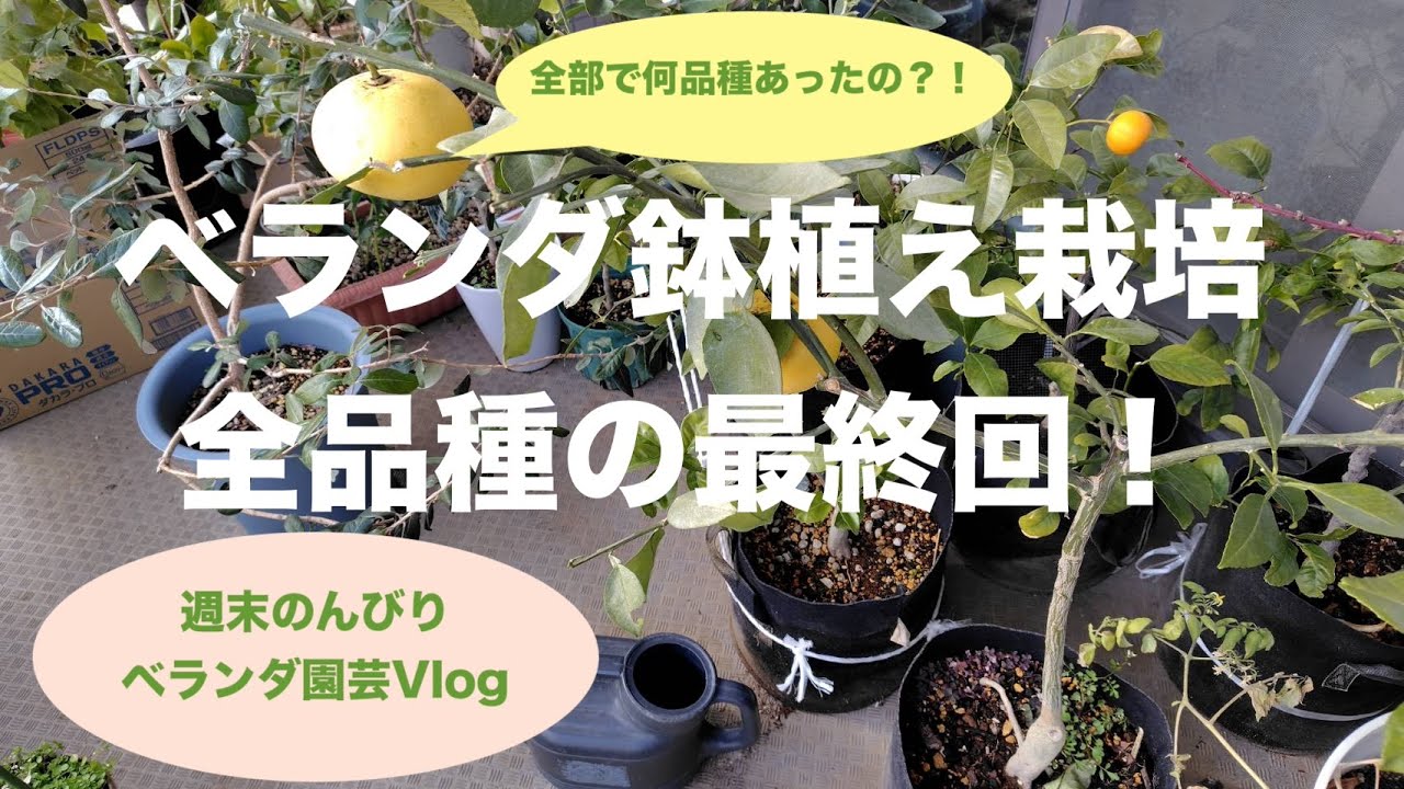 2026年1月24日★週末のんびりベランダ園芸Vlog★第11回全品種紹介最終回！ベランダ鉢植えいくつあるのかが今、明らかに！