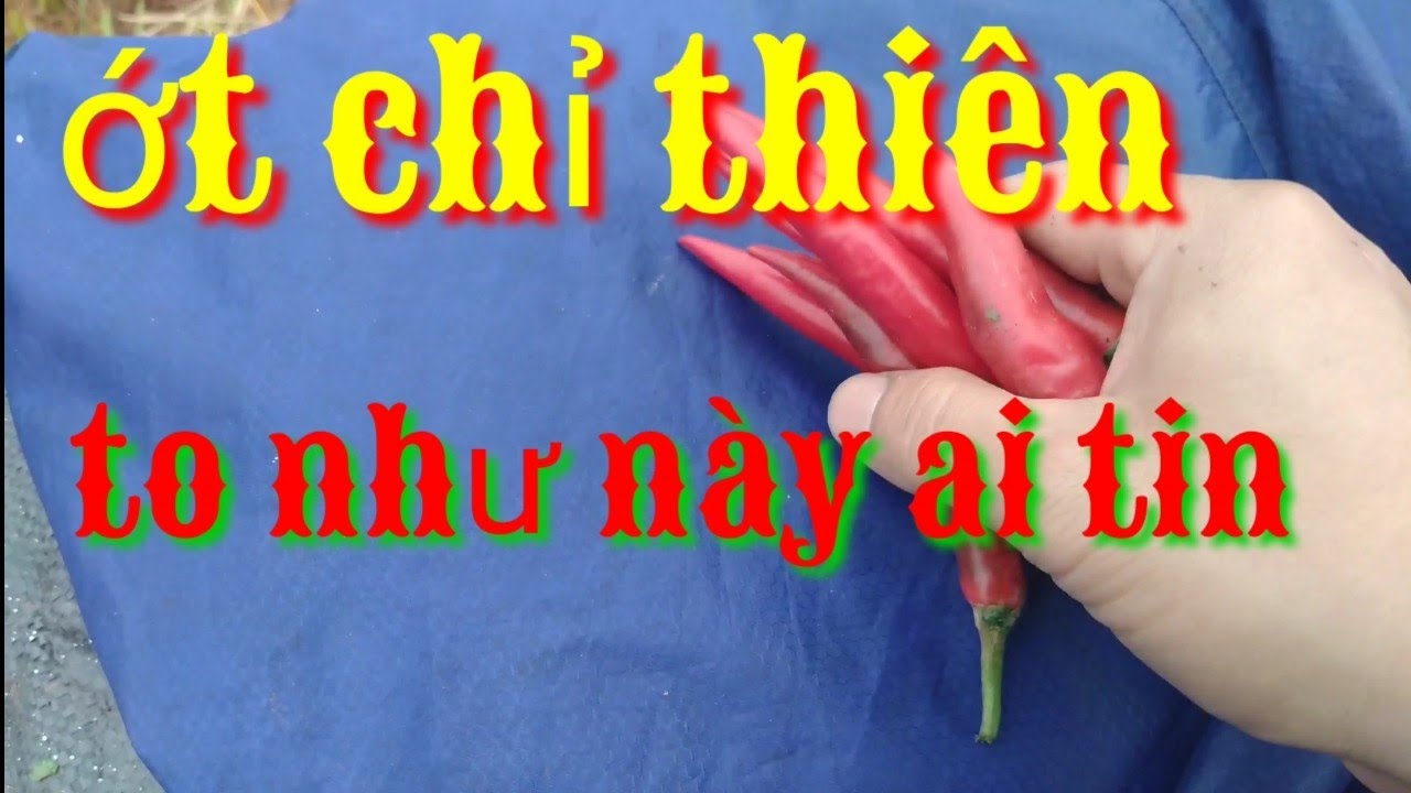 Trồng ớt chỉ thi&ecirc;n giống mới, trồng ớt si&ecirc;u tr&aacute;i