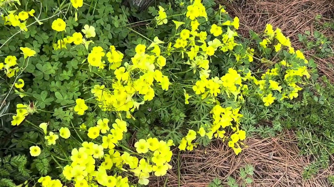 Spring flowers and boys