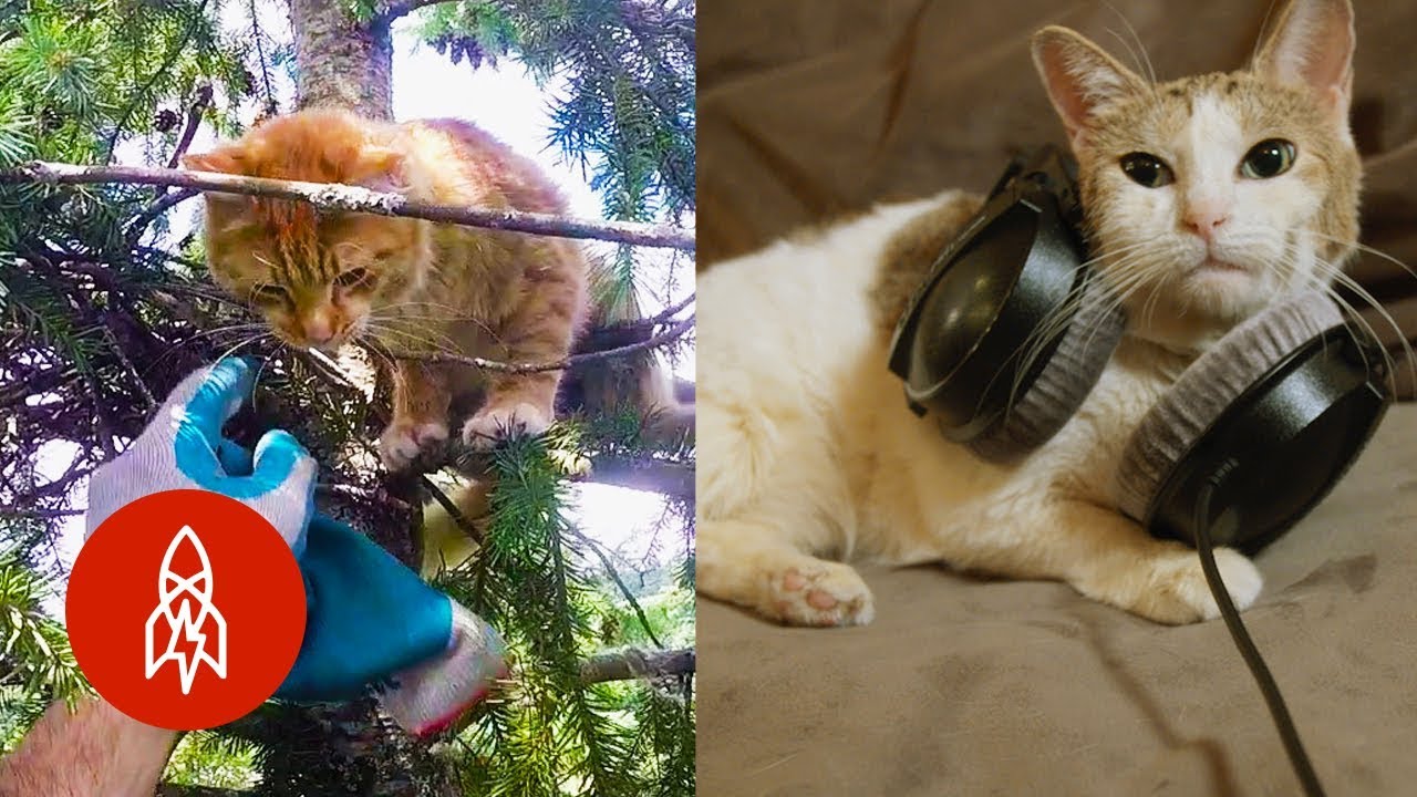 Five Stories All About Cats