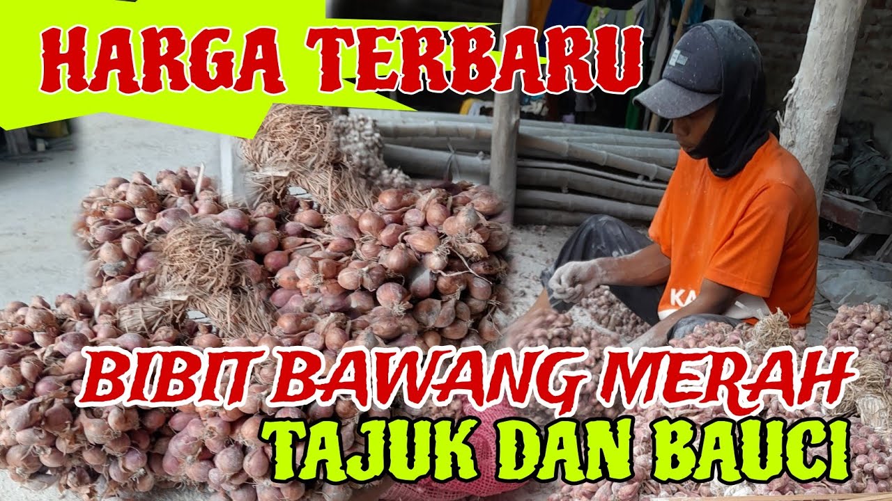 REAL DAN ASLI ⁉️HARGA BIBIT BAWANG MERAH HARI INI DI KABUPATEN NGANJUK