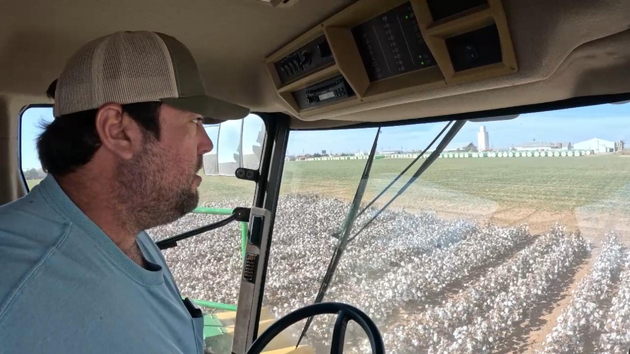 Последний урожай хлопка 2025 года