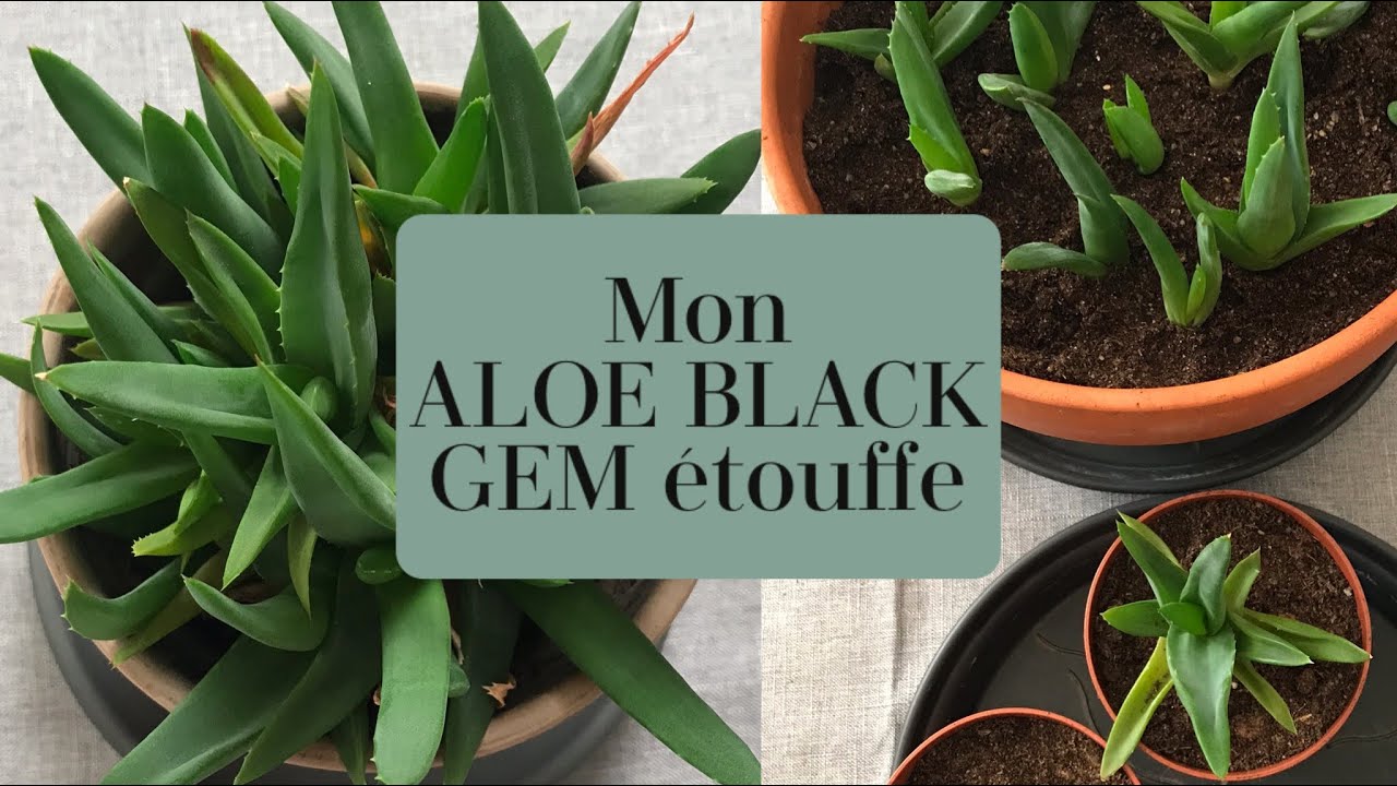 MON ALOE BLACK GEM ÉTOUFFE 🌱DIVISION ET REMPOTAGE D'UNE ALOE