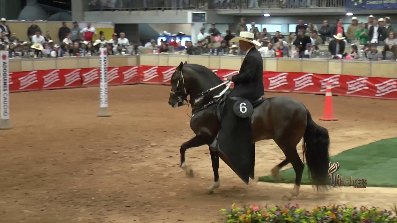 CABALLOS MAYORES DE 78 MESES TROCHA COLOMBIANA EXPOORIENTE GRADO A 2020
