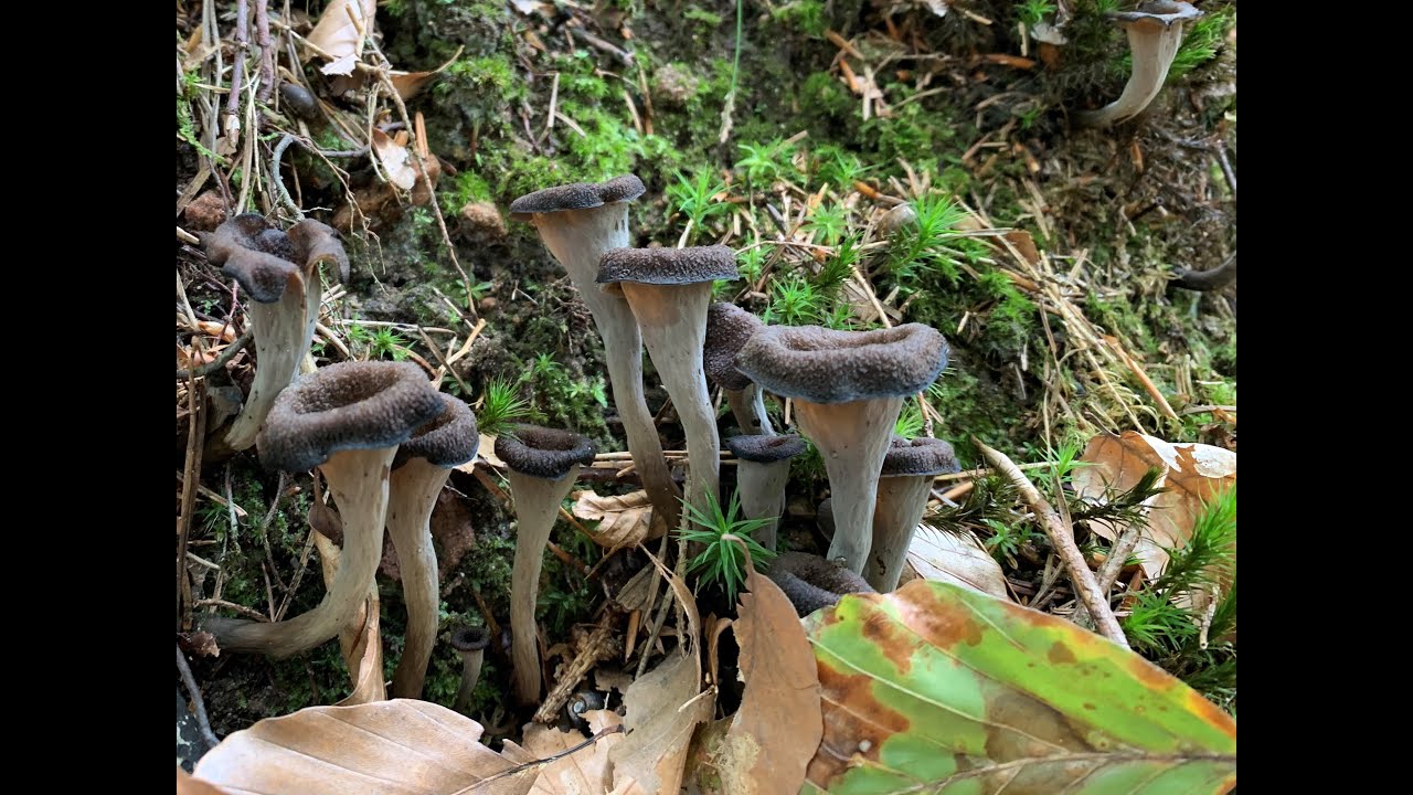Pilze im Spessart -  September 2021, erster Steinpilz, Herbsttrompeten usw.