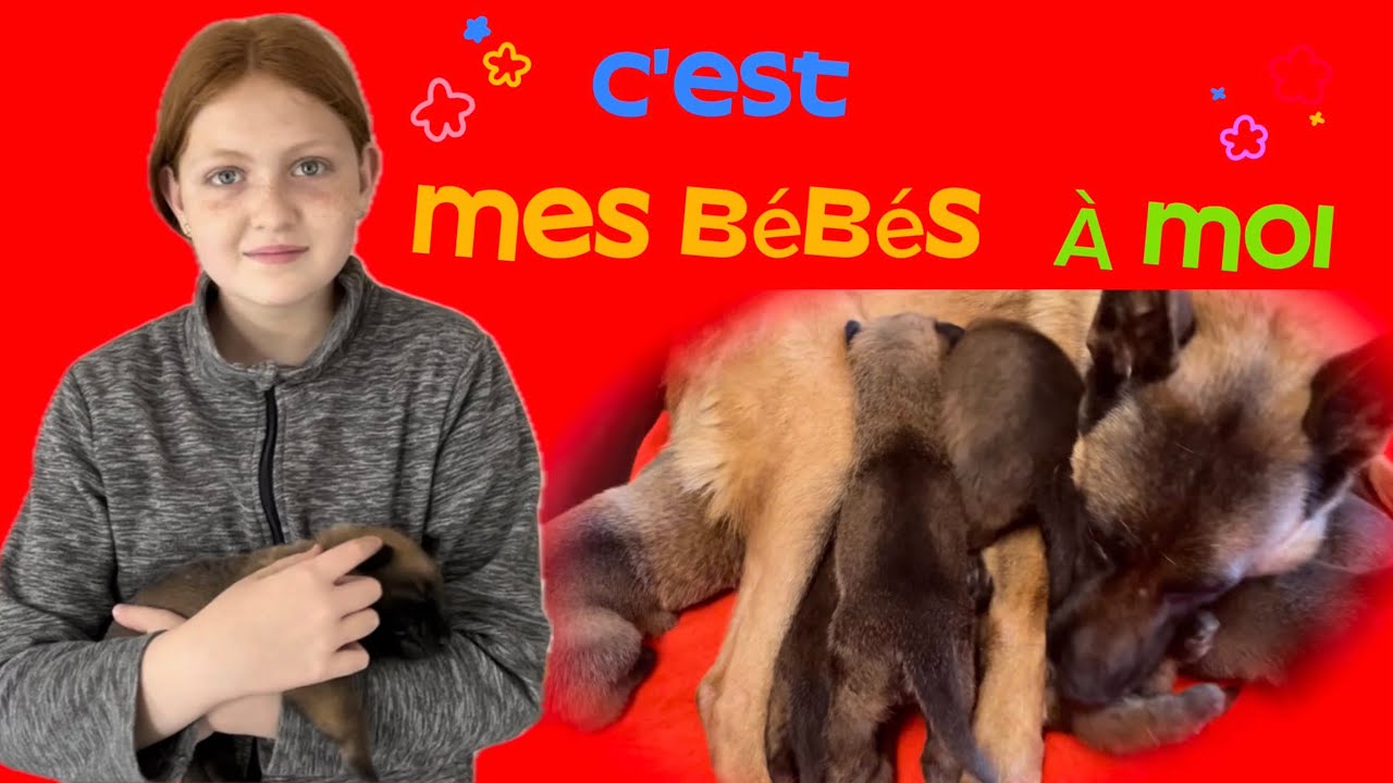 Les chiots malinois ouvrent les yeux pour leur 2 semaines