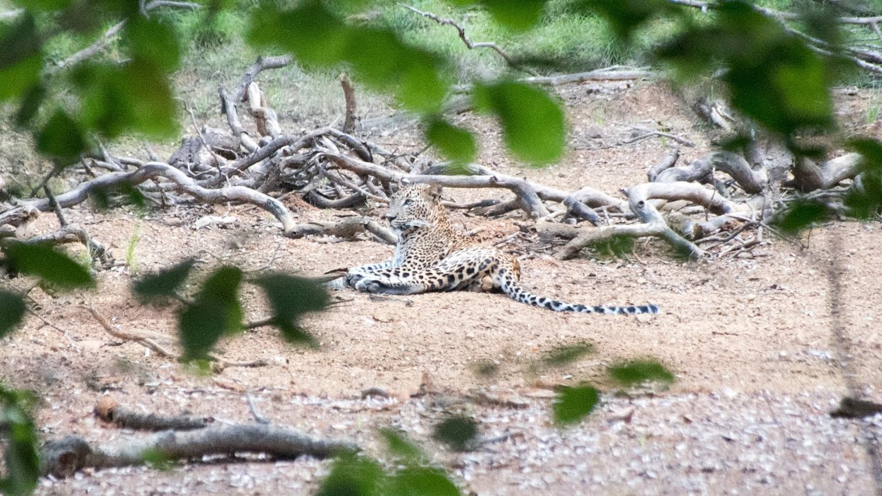 Searching For Leopards In Wilpattu National Park - Ep. 130