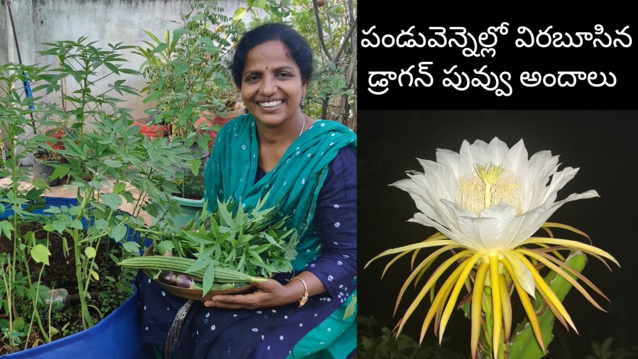 మిద్దెతోటలో హార్వెస్ట్ చేస్కొని డ్రాగన్ పువ్వు ఎలా విచ్చుకుందో చూద్దాం Dragon Fruit Flower Timelapse