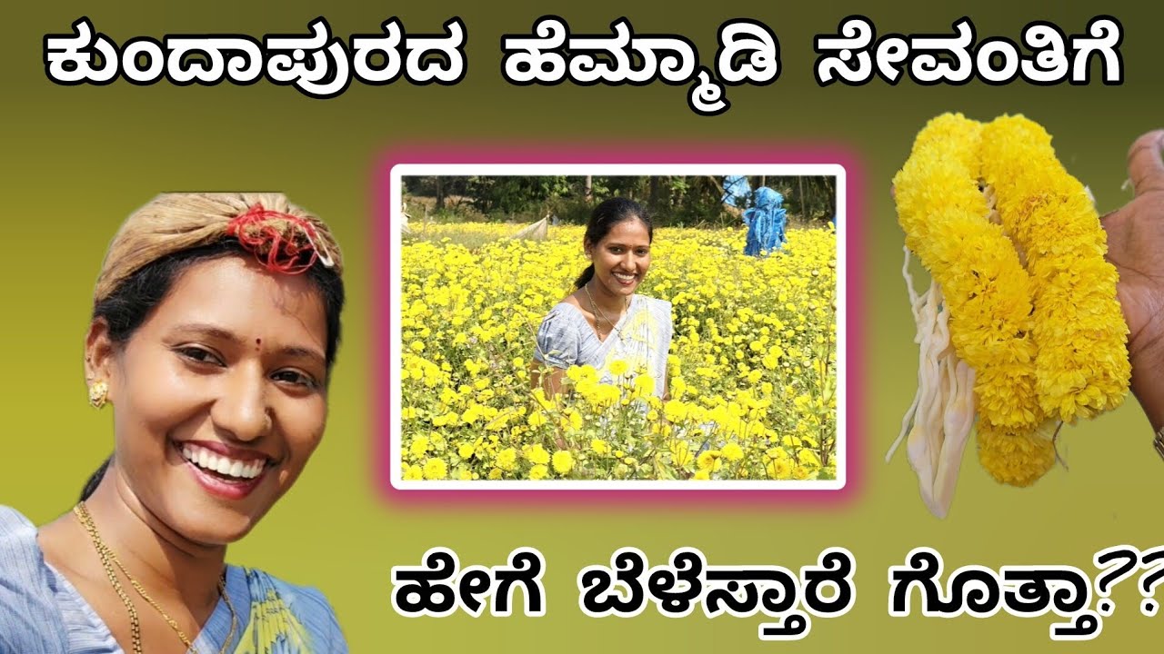 ಕುಂದಾಪುರದ ಹೆಮ್ಮಾಡಿ ಸೇವಂತಿಗೆ | kundapura hemmadi sevanthige #sanvithapoojary 