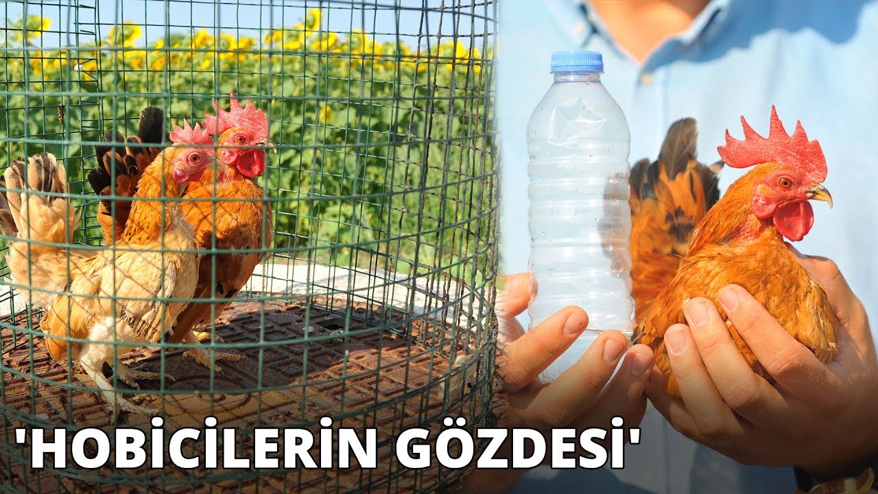 En küçük cins tavuğun fiyatı normallerinin 10 katı