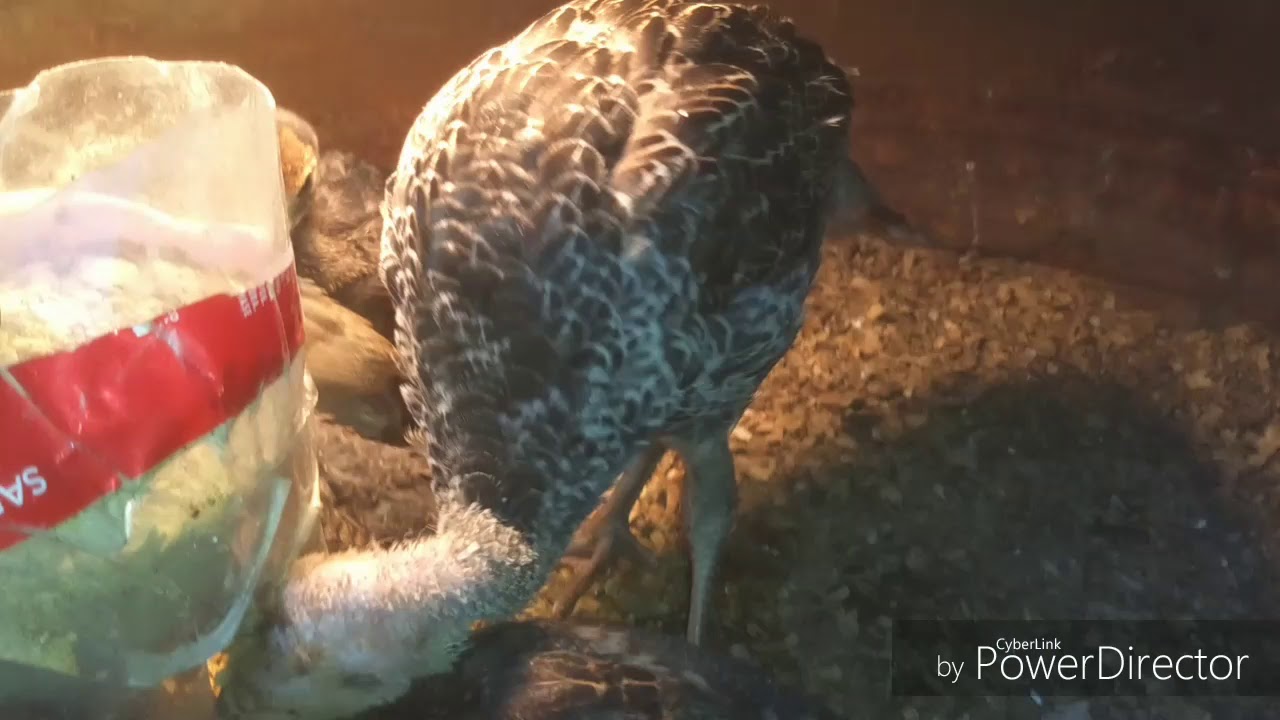 COMO CRIAR GUAJOLOTES Y GALLINAS CON VITAMINA B 12