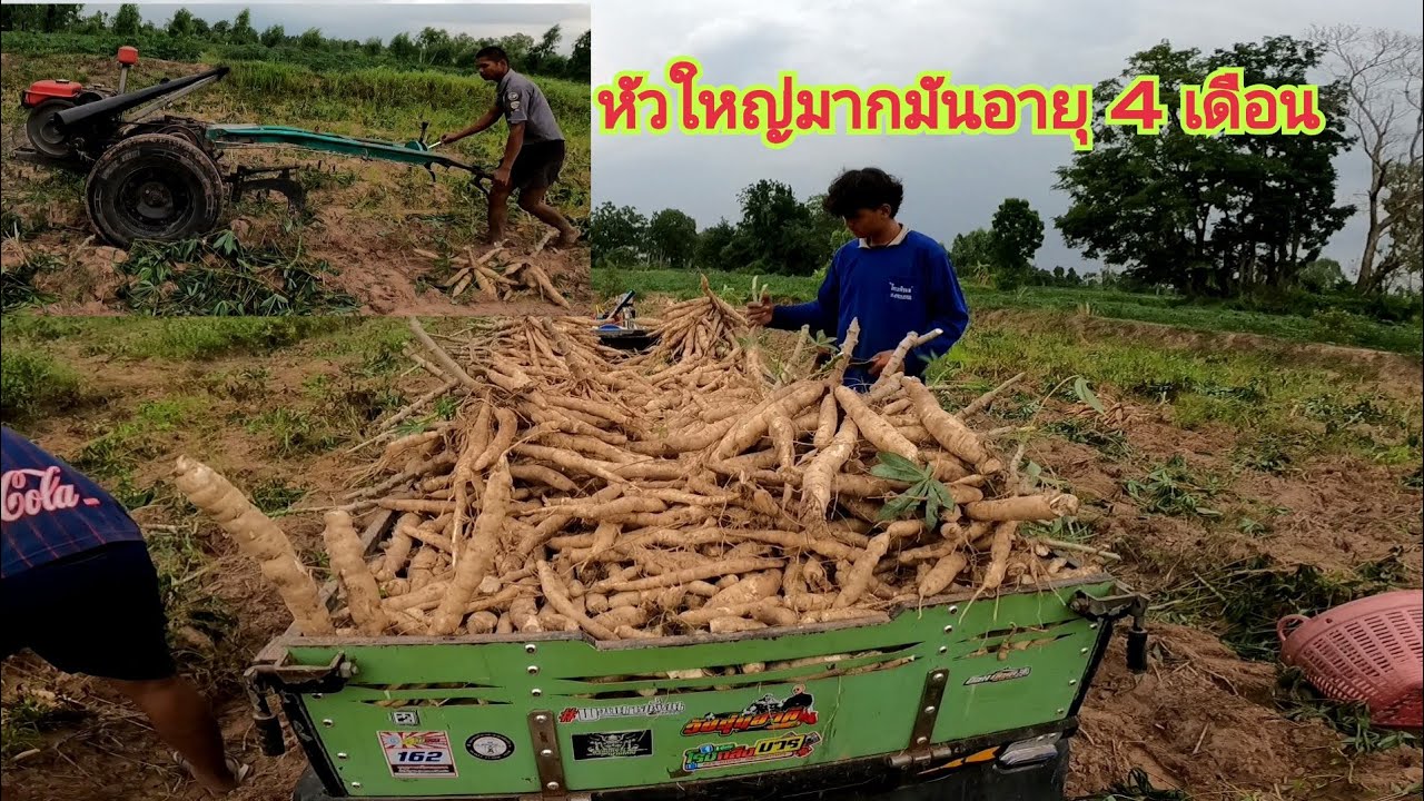 ทำไมหัวใหญ่ หัวเยอะขนาดนี้ มันนาอายุแค่ 4 เดือนเอง