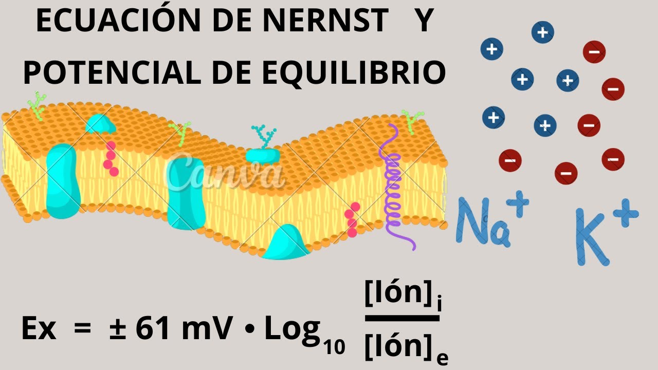 ECUACIÓN DE NERNST (Fisiología celular)