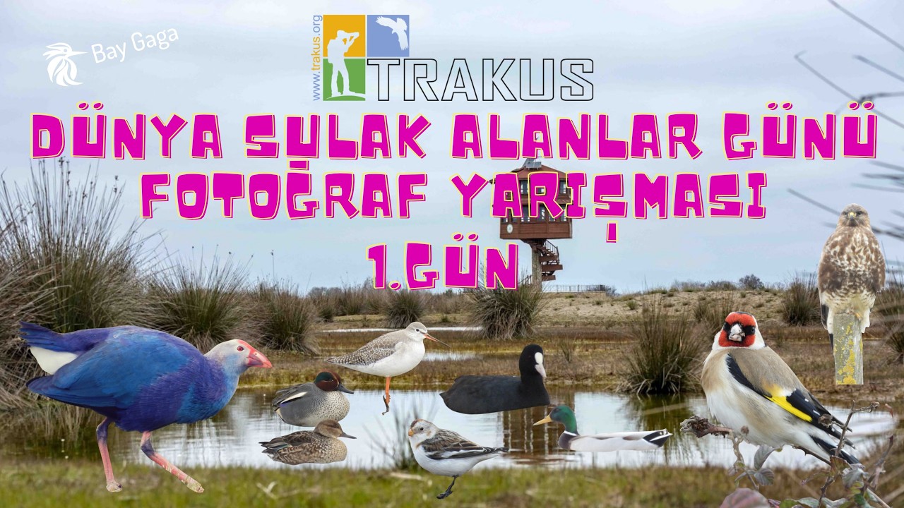 TRAKUŞ Dünya Sulak Alanlar Günü Fotoğraf Yarışması 1.Gün #birdlovers #birds #watchingbirds