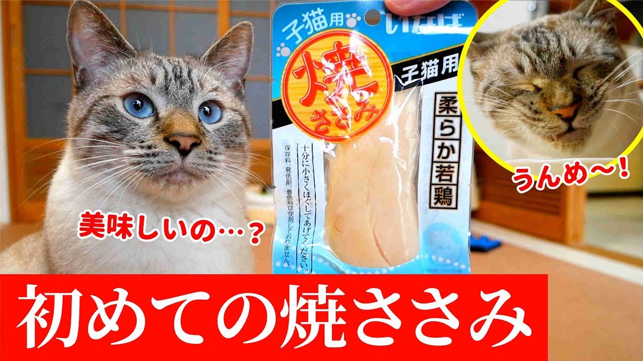 初めての焼ささみを猫にあげてみた結果…
